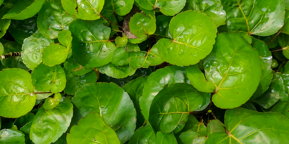 Boldo : êtes-vous sûr de connaître la plante qui se cache derrière ce nom ?